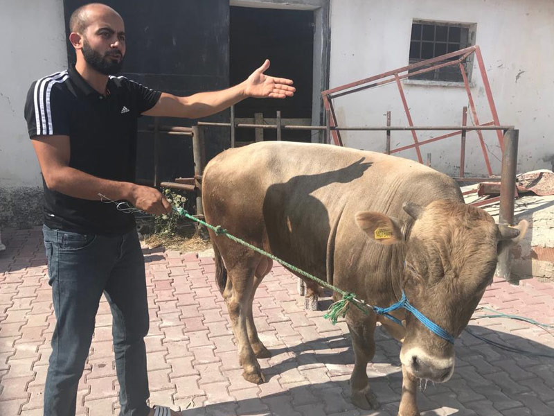 MERAM KURBAN;selçuklu adaklık koç,kurbanlık,karatay adakcı. konyada adakcı, adaklık kurban,adak satışı