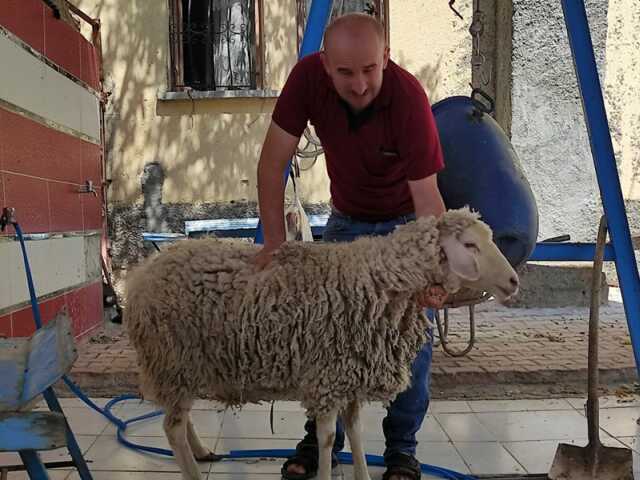 MEHMET konya adak kurban satışı, konya adak kurban kesimi, konya adak kurban satan