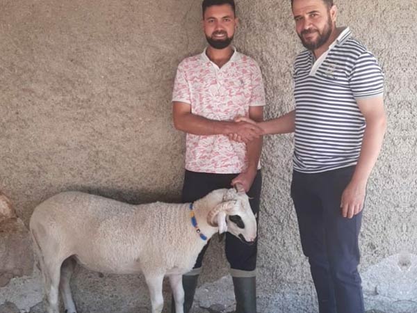 Hatiip  Konya adak kurban akika kurban satışı, adak fiyatları,adaklık koyun fiyatları, konya adak fiyat